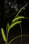 Giant sedge